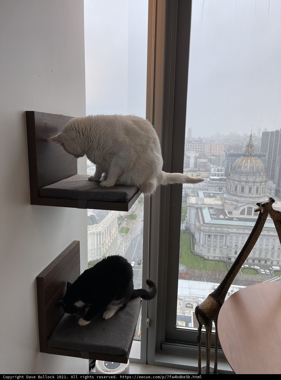 City Cats on a Windowsill