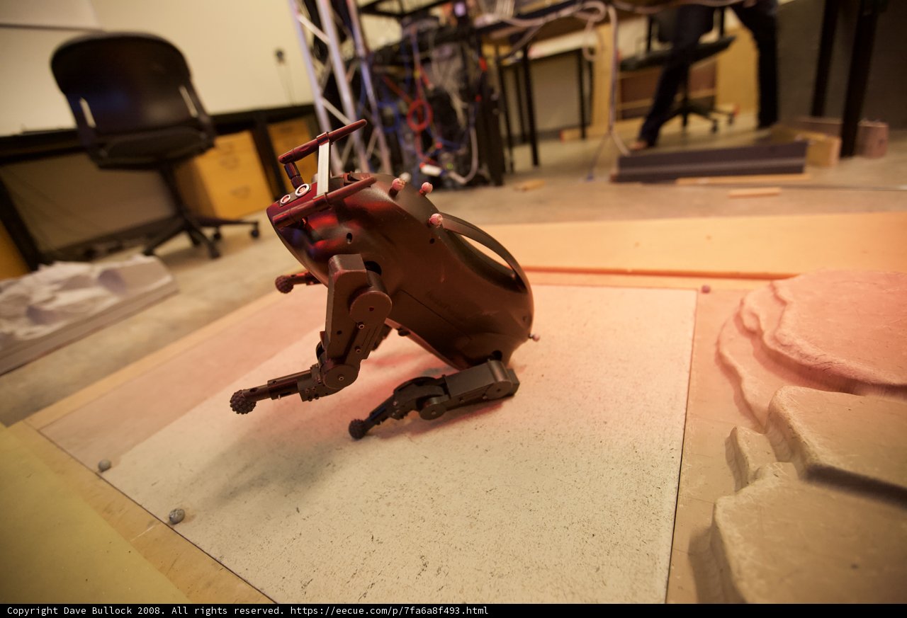 Robotic Companion on Hardwood Flooring