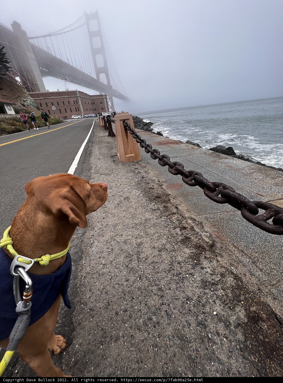 Friendly Dog at Fort Point Fence