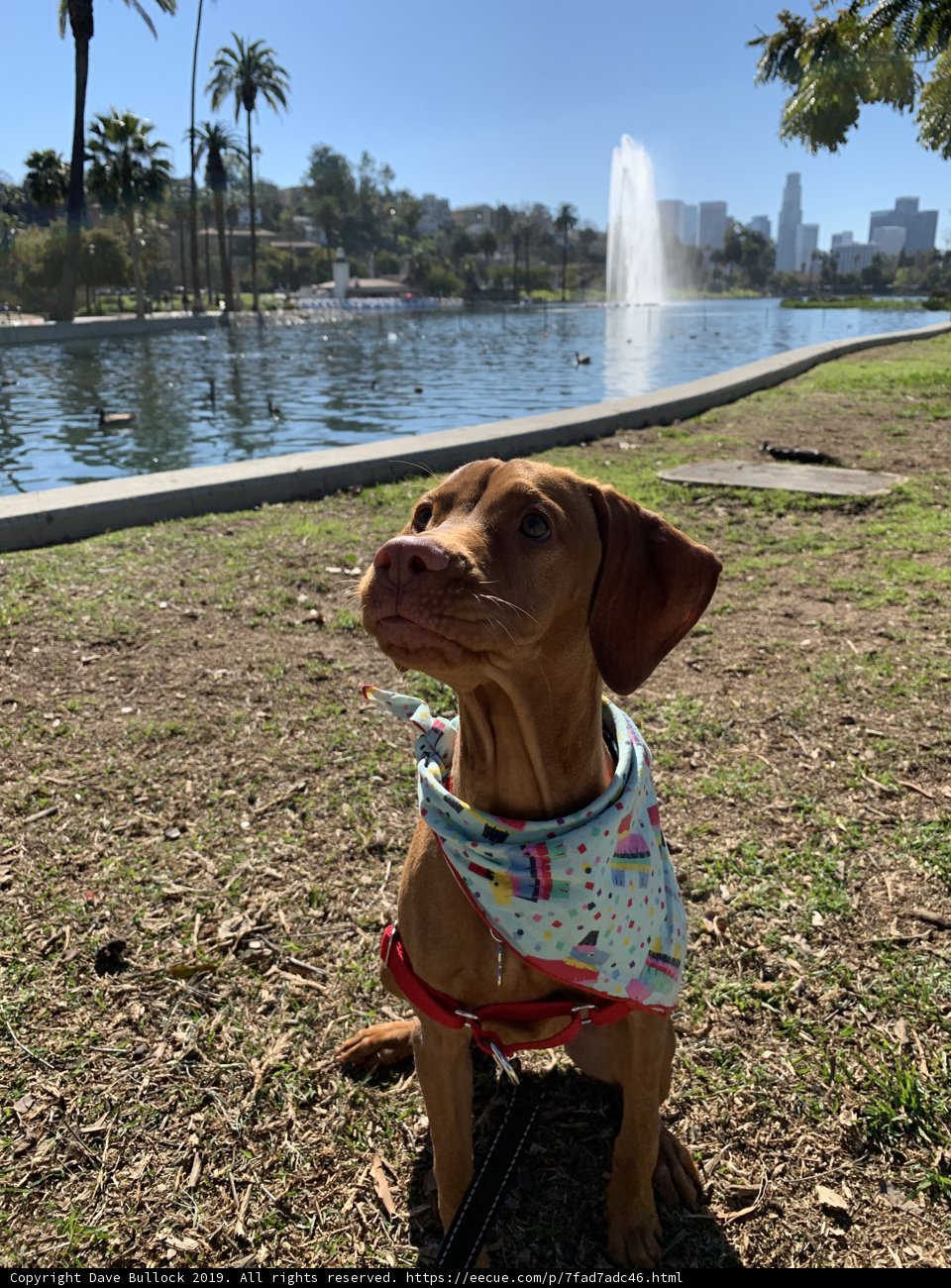 Summer days with my furry friend