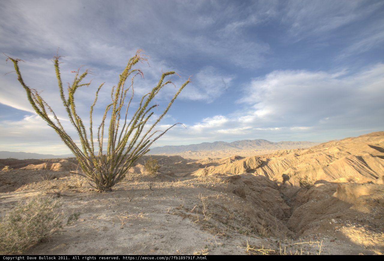 Desert Beauty