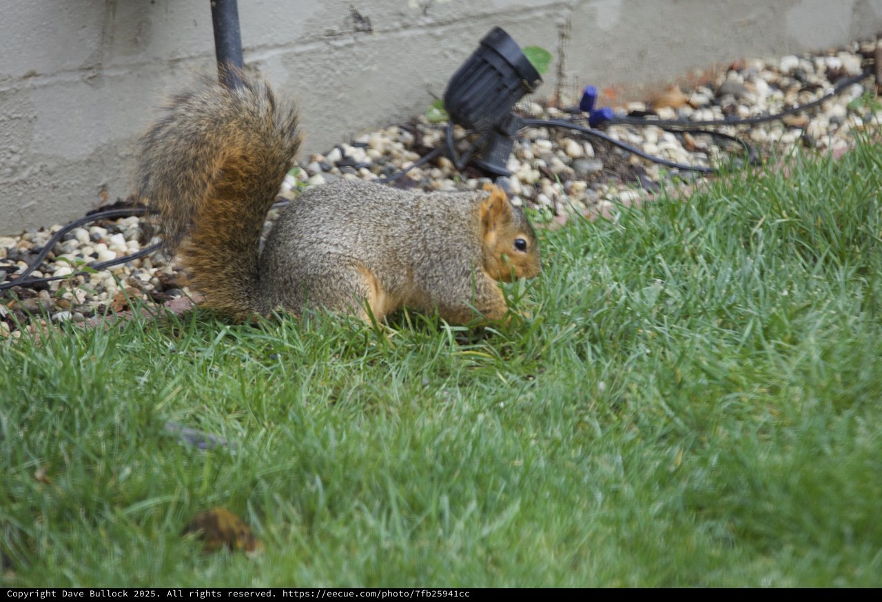 Fox Squirrel Foraging in Suburban Backyard