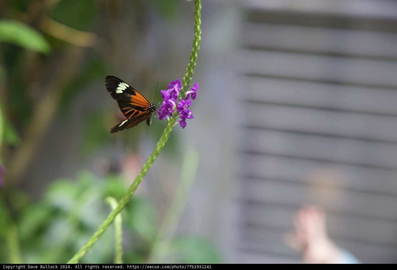 The Monarch's Stopover