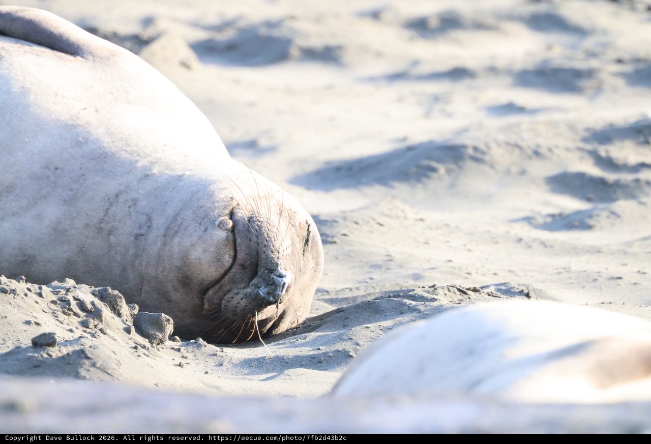 Elephant Seal Pup Resting on Sandy Beach