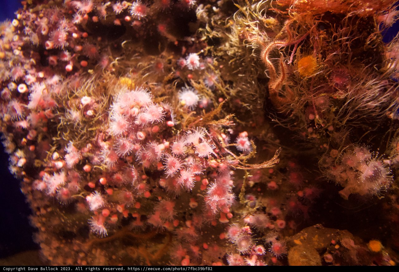 Pink Symphony: Monterey Bay's Sea Anemones