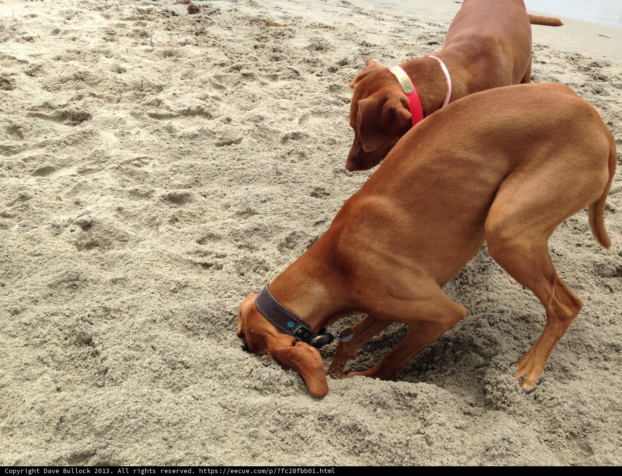 Two Canine Beach Diggers