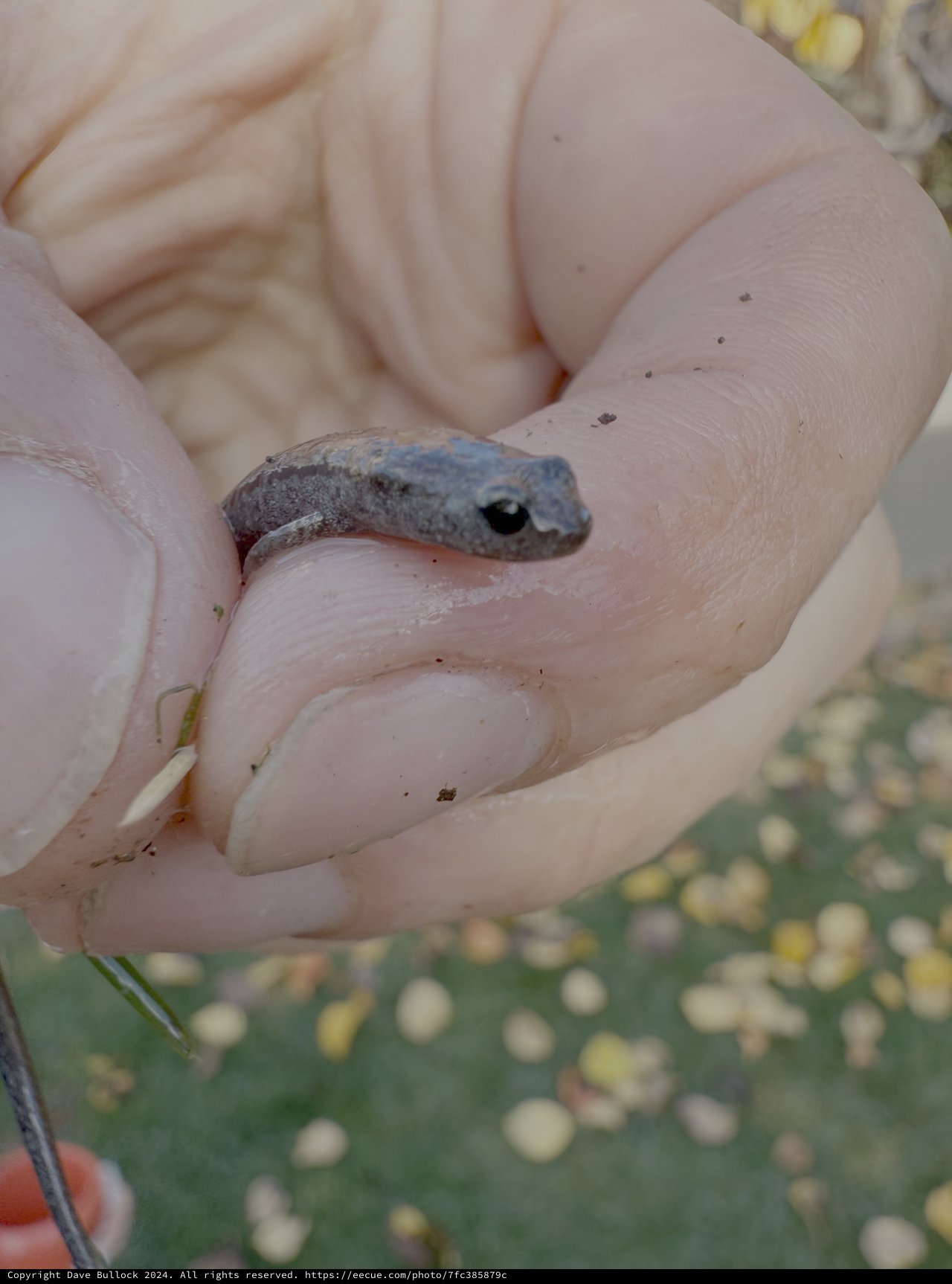 Tiny Newt or Salamander in Cupped Hands