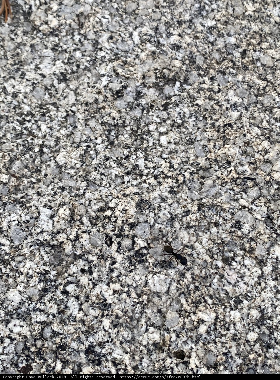 Granite Textures in Desolation Wilderness