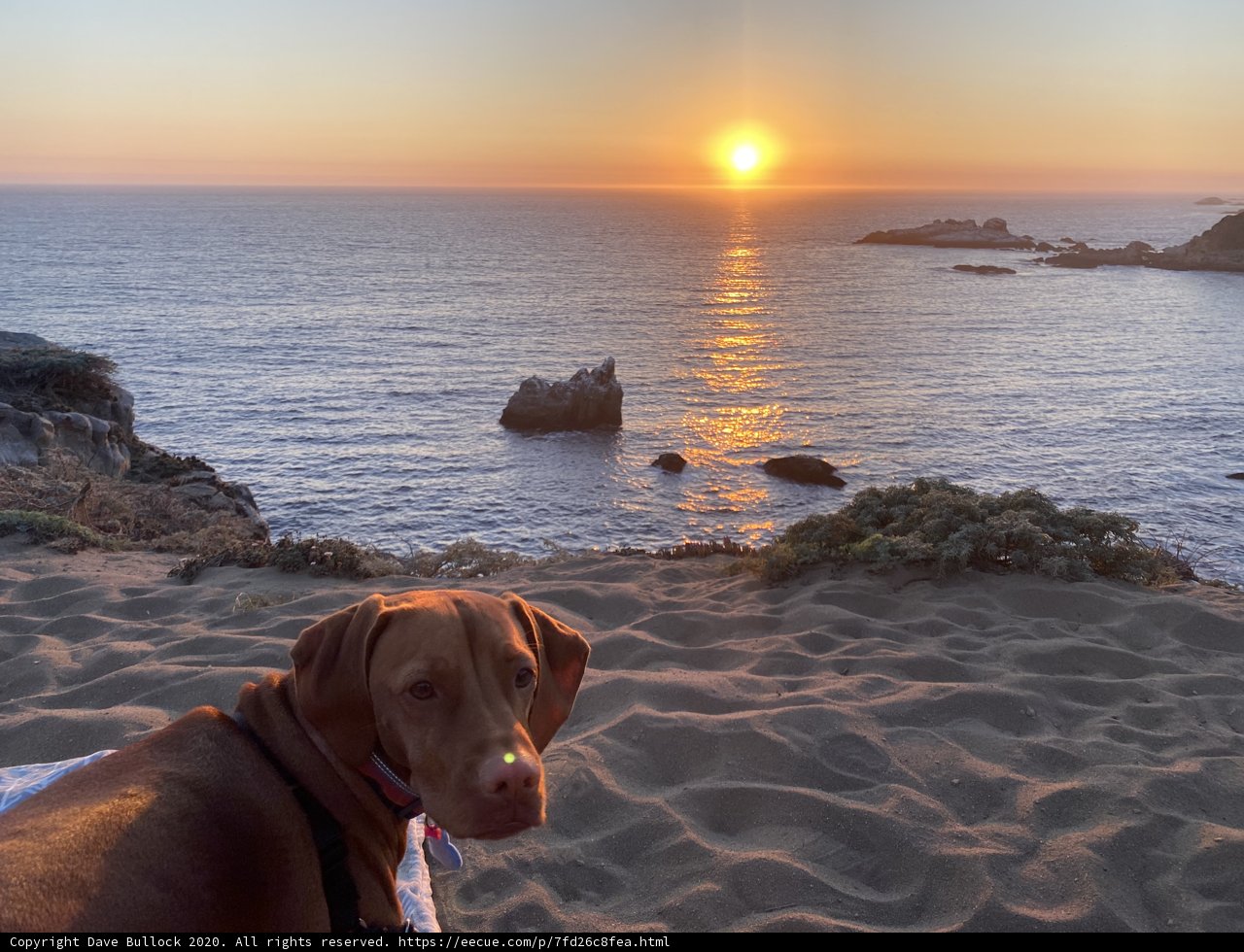 Weimaraner at Sunset