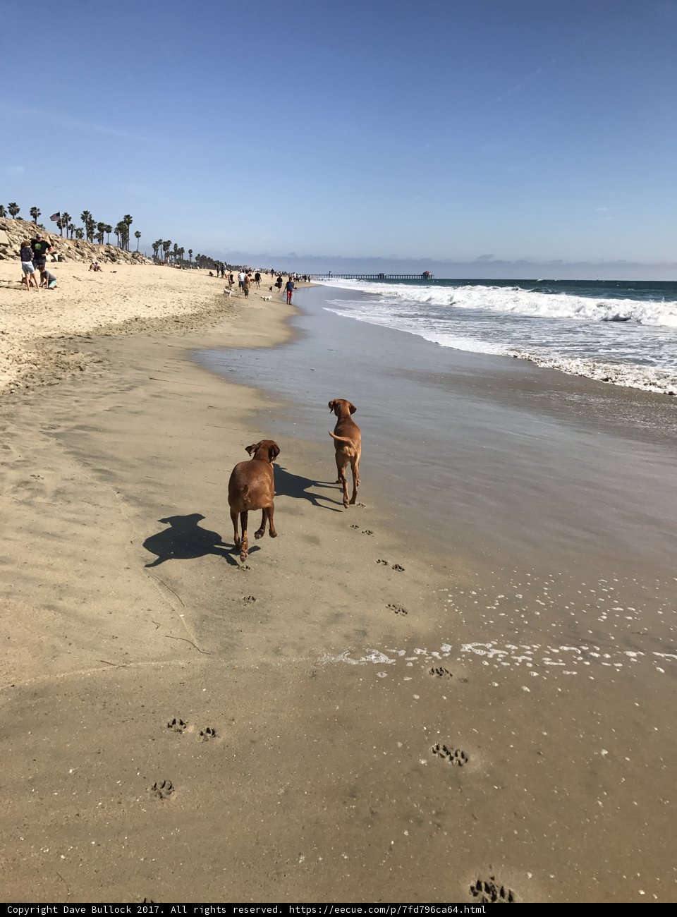 Beach Dogs