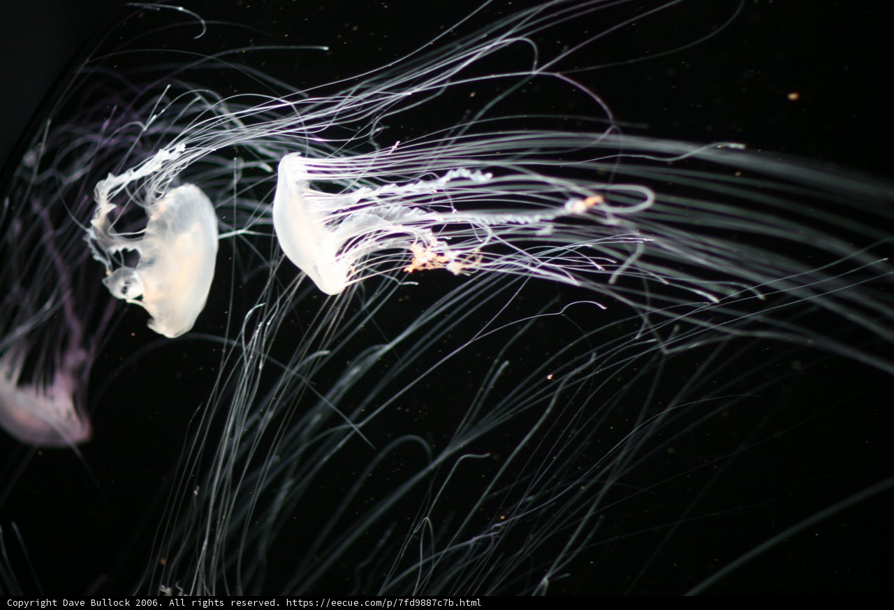 Illuminated Jellyfish