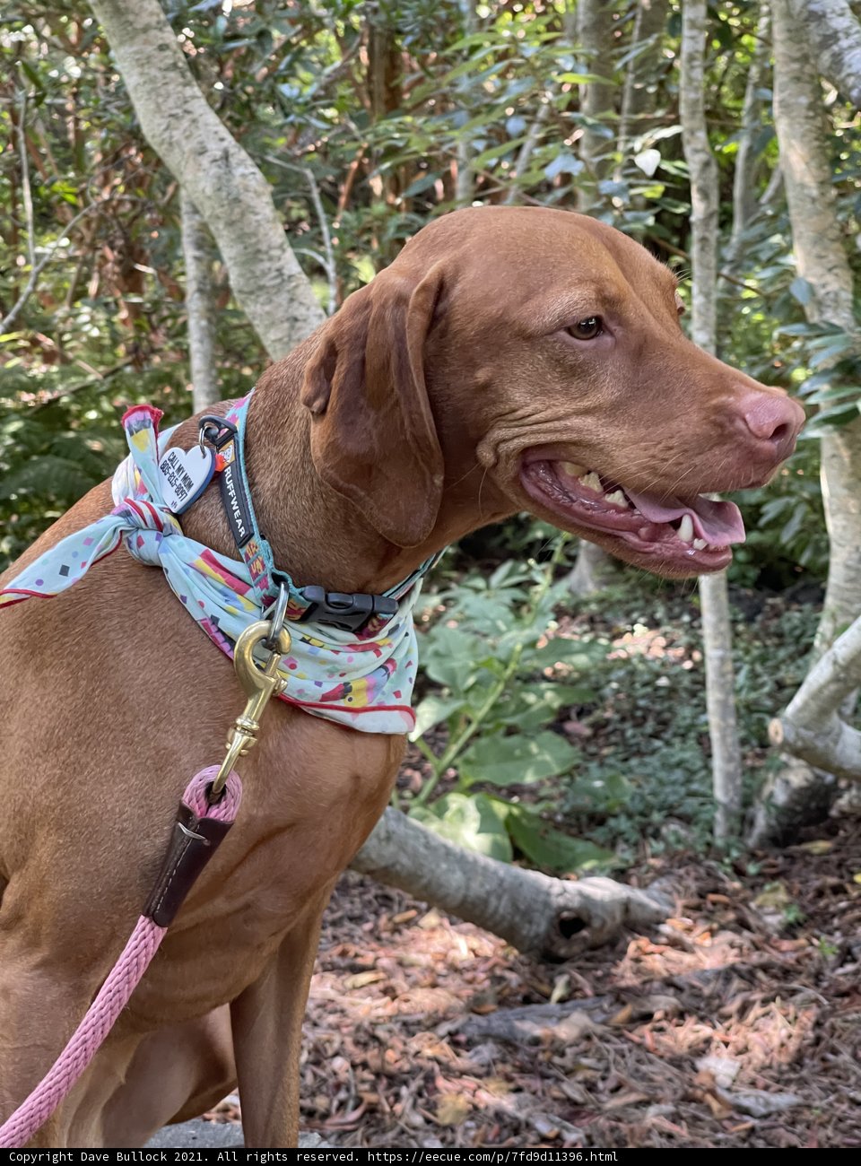 Woodland Wanderings