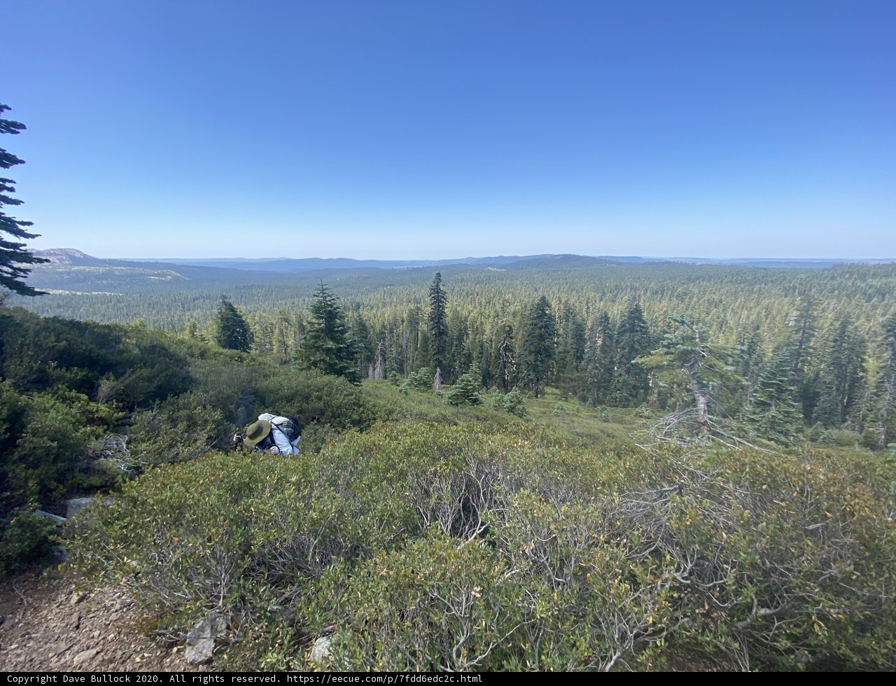 Hiking through the Coniferous Woodlands