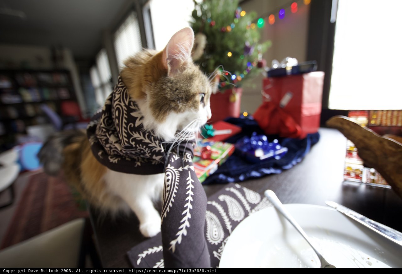 Feline Festivities
