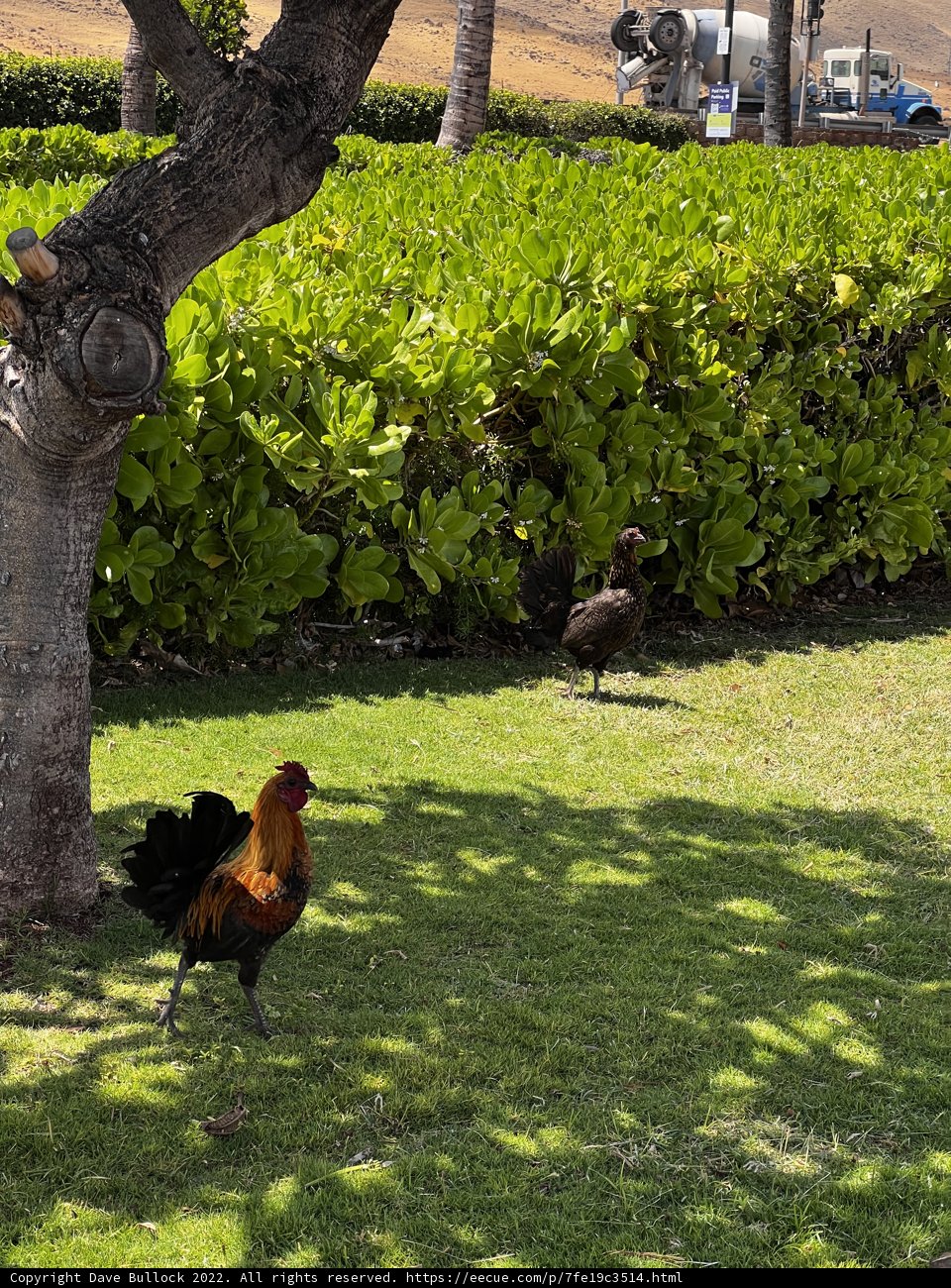 A Poultry Walk