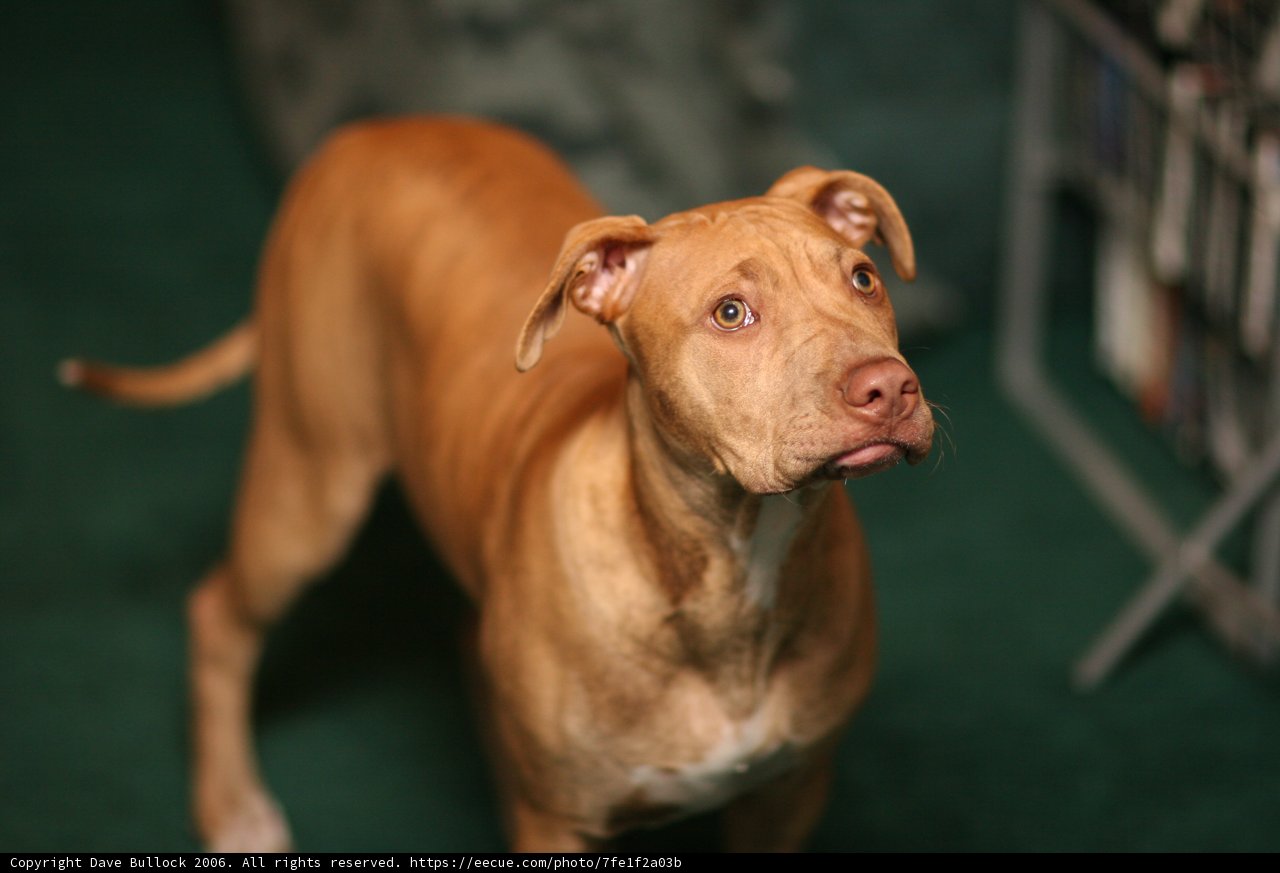 Brown dog posing on a vibrant green carpet