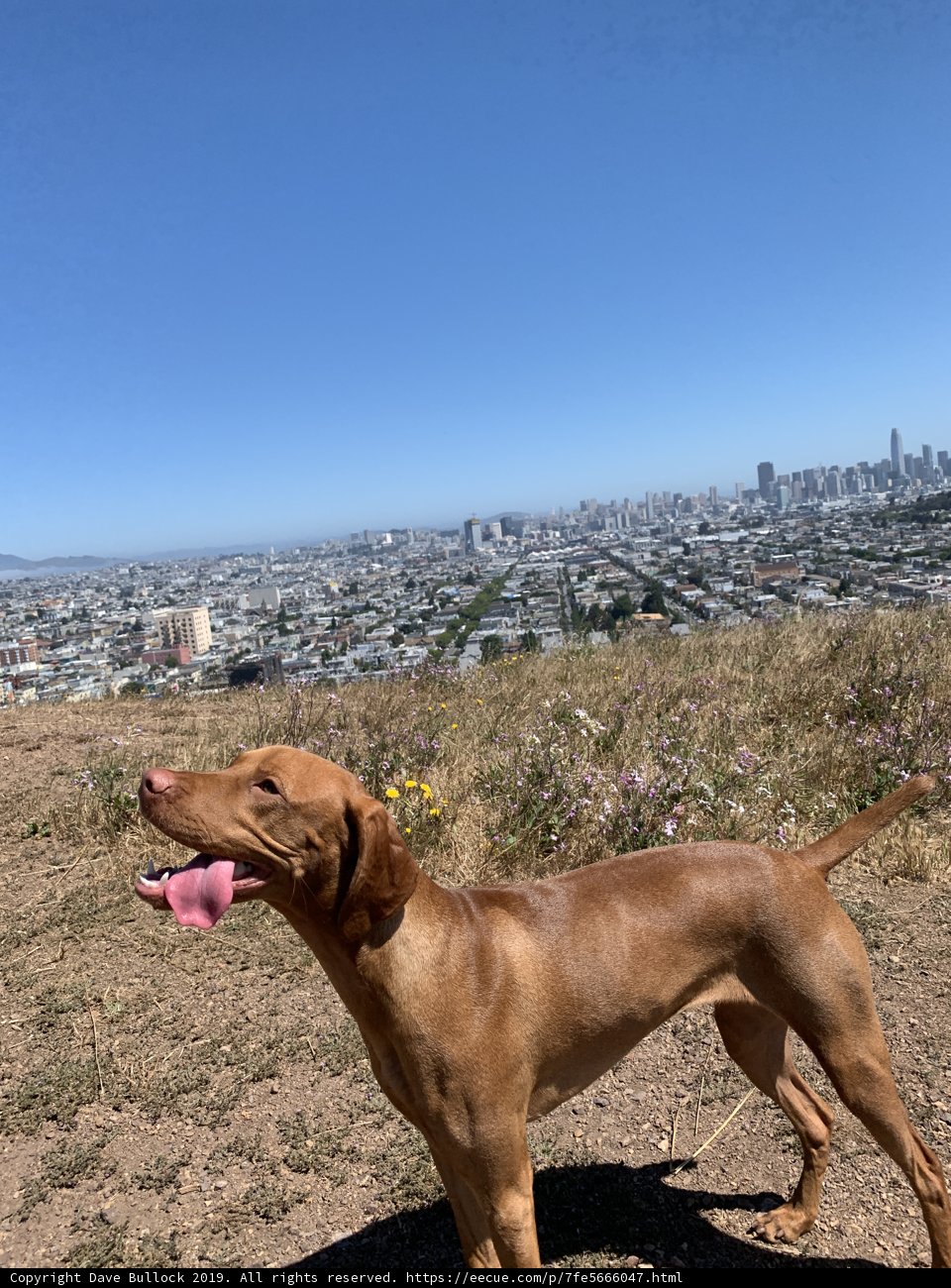 City-scape Canine