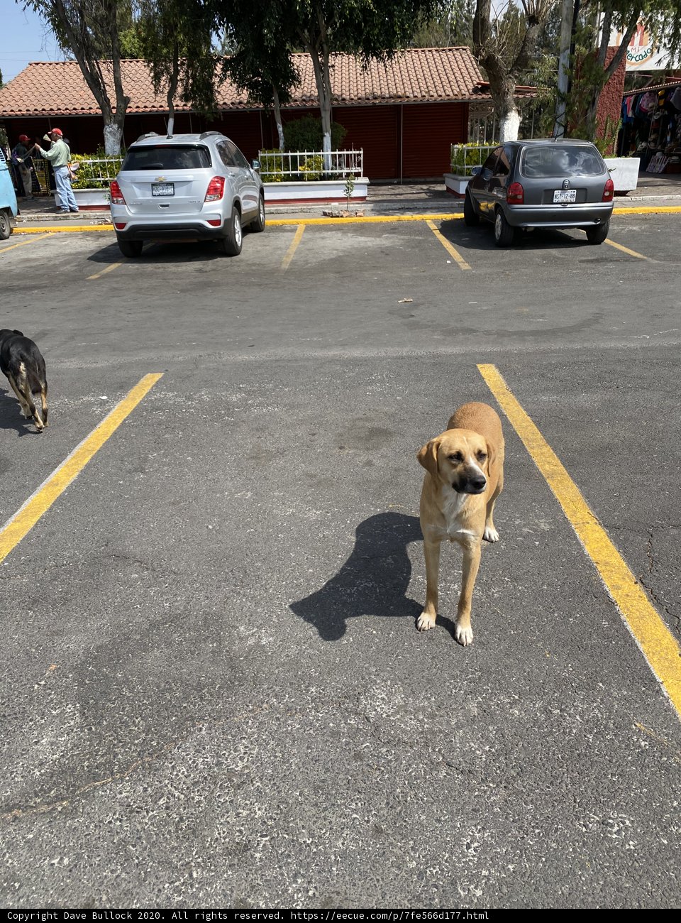 Urban Dog in a Parking Lot