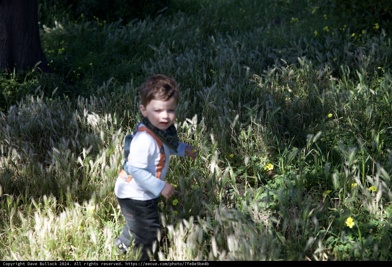 Whispers of Adventure through Golden Grass