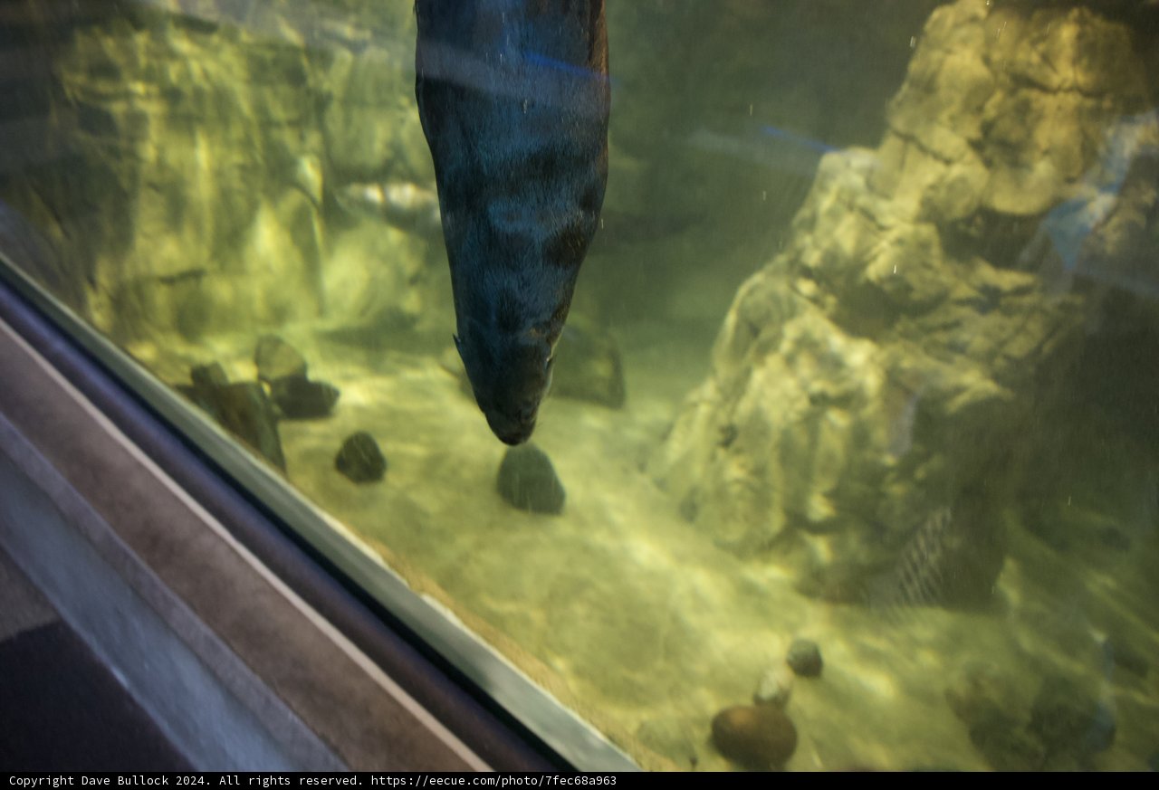 Aquatic Mystery in the Heart of the Bay