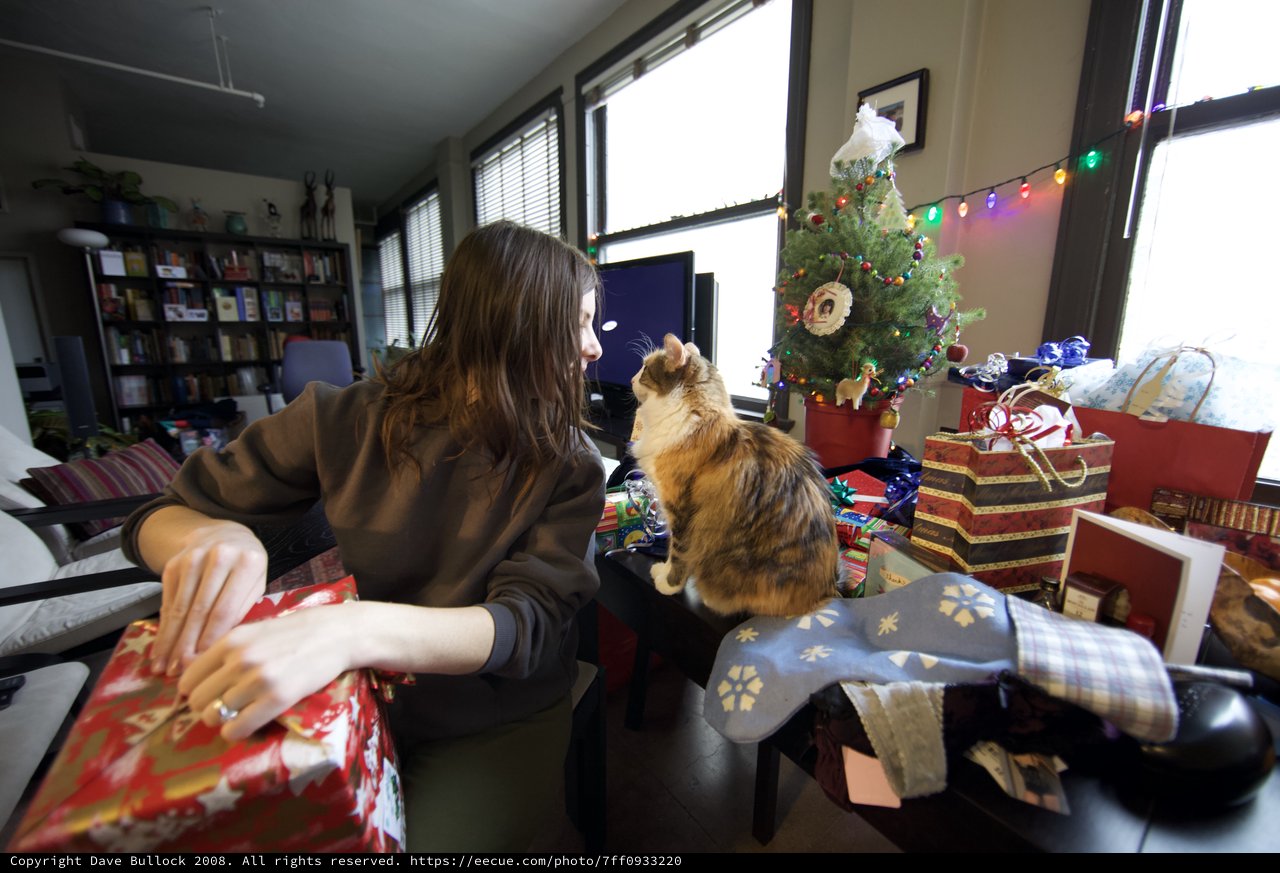 Christmas Morning Cat Companion Amid Holiday Gifts