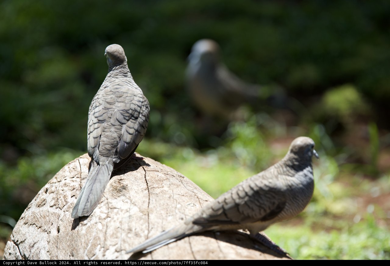 Tranquil Trio: Pigeons at Rest in Honolulu Zoo