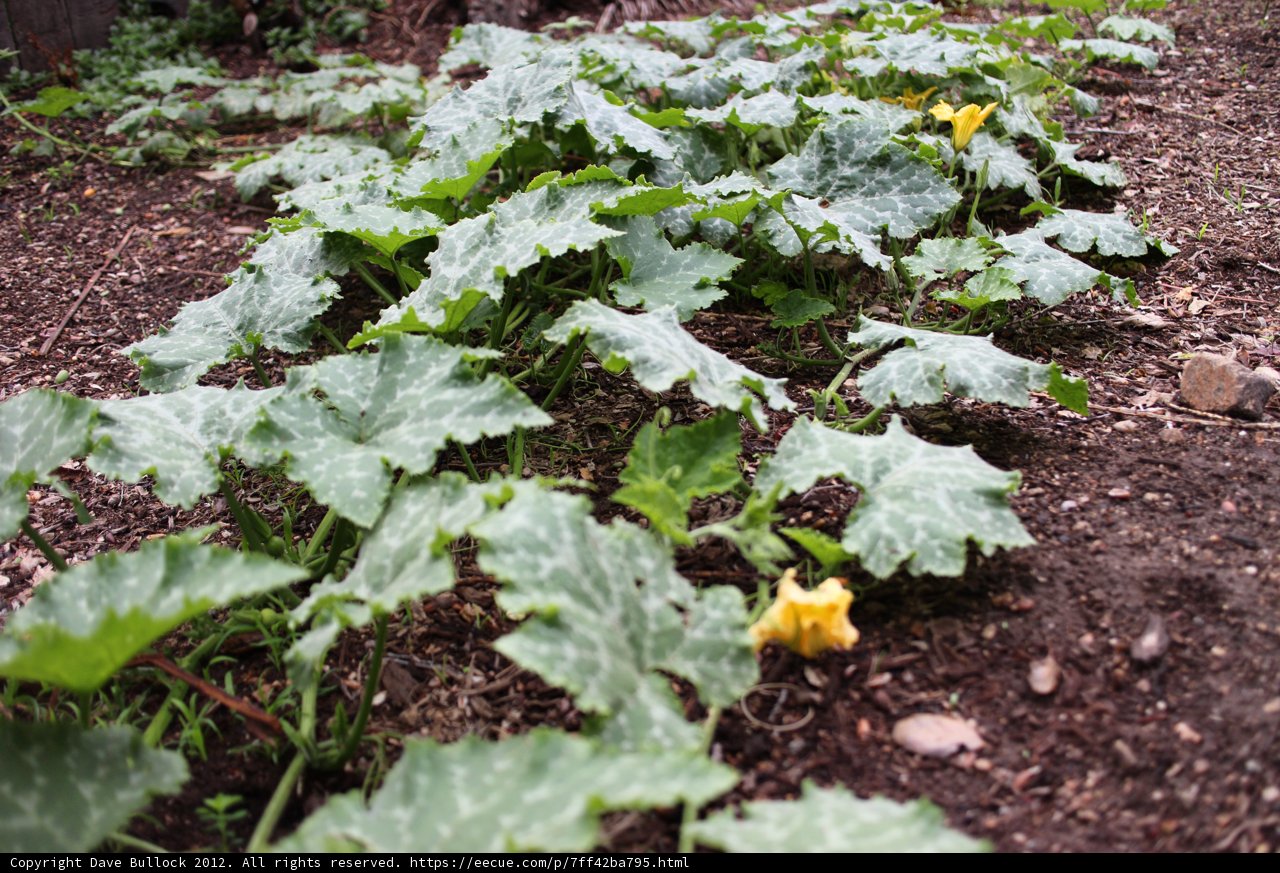 Abundant Garden