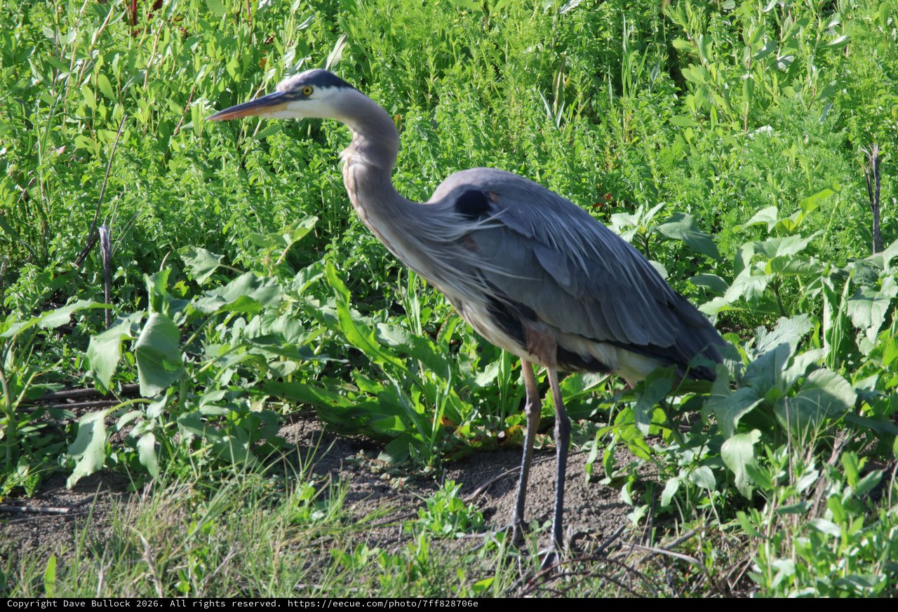 Great Blue Heron Hunting in Lush Wetland Vegetation