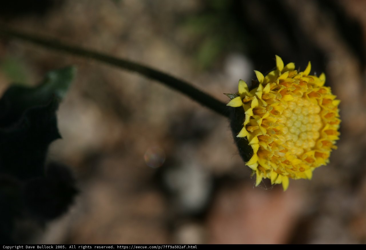 Bright Yellow Daisy Blossom