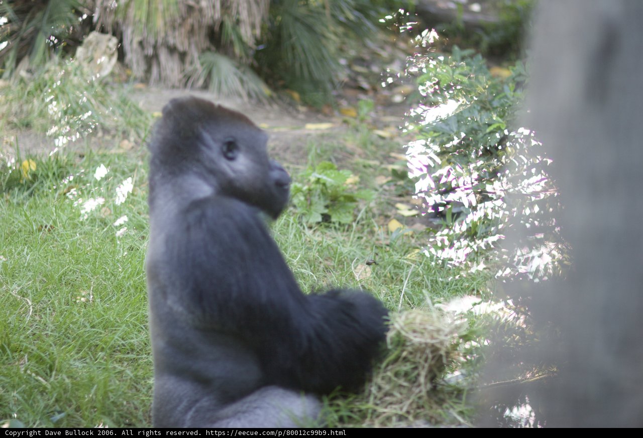 The Majestic Gorilla