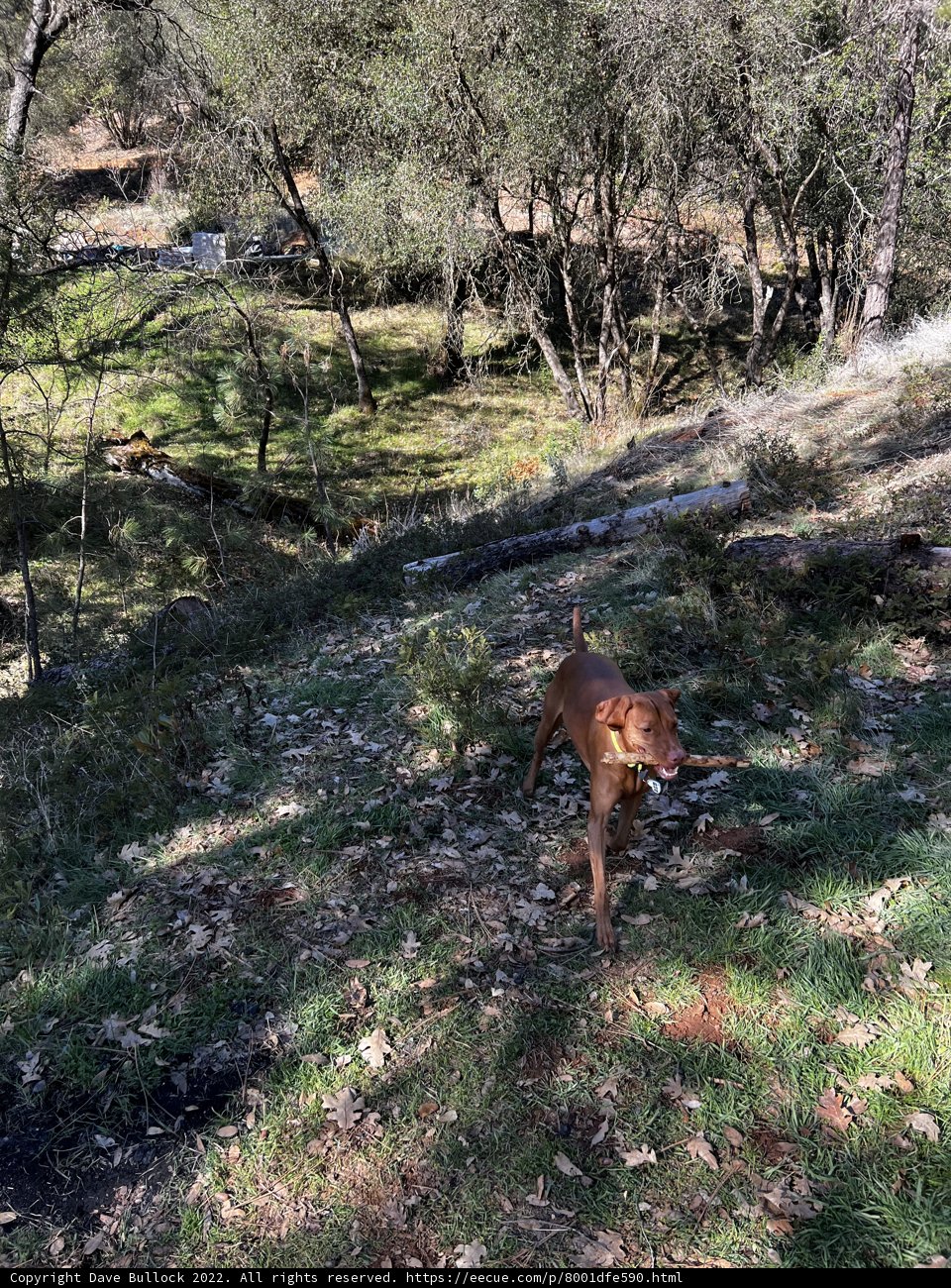 Canine Companion Admiring Sierra National Forest