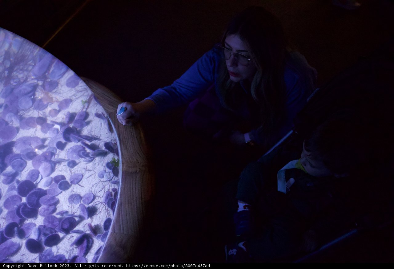 Underwater Wonders at Monterey Bay Aquarium
