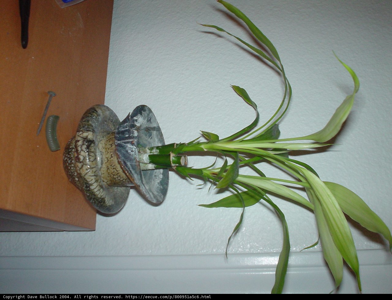 The Delicate Blooms of Ikebana