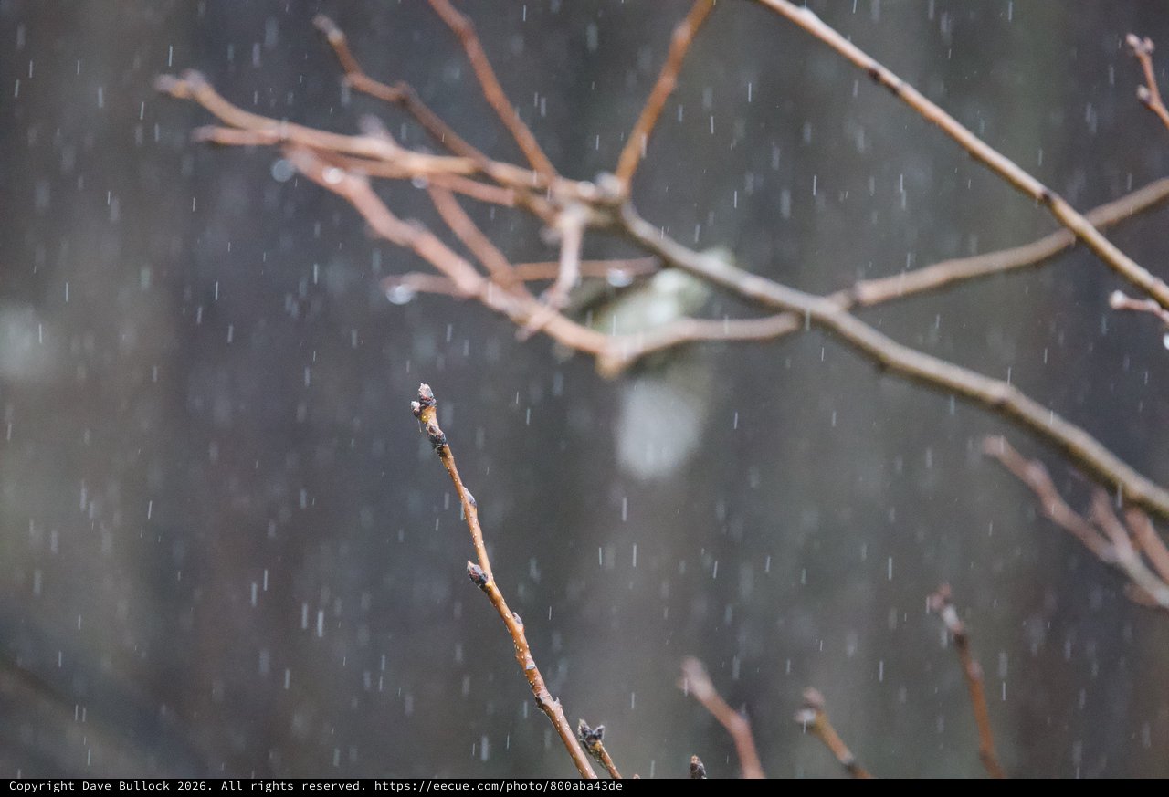 Bare Branch in Winter Rain at Dusk