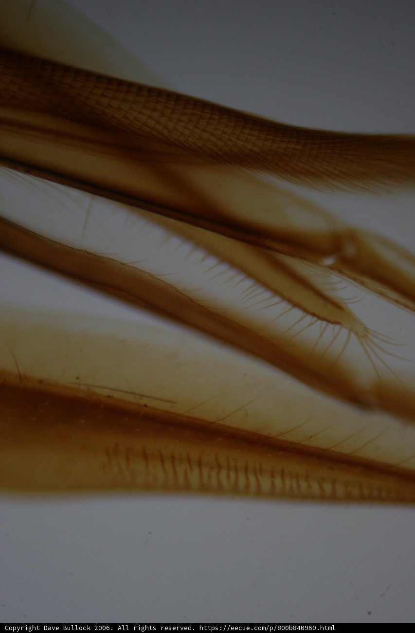 Fins of Nature