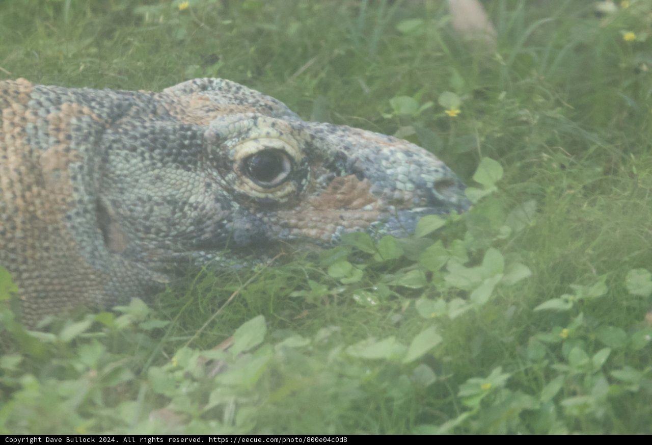 Stare of the Wild Lizard