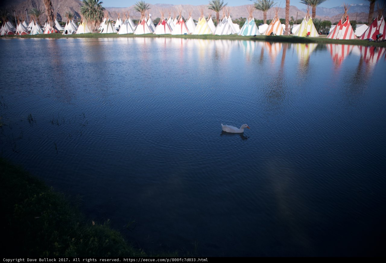 Duck in the Coachella Pond