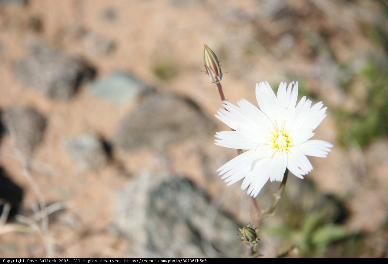 Lone Daisy in the Rocks