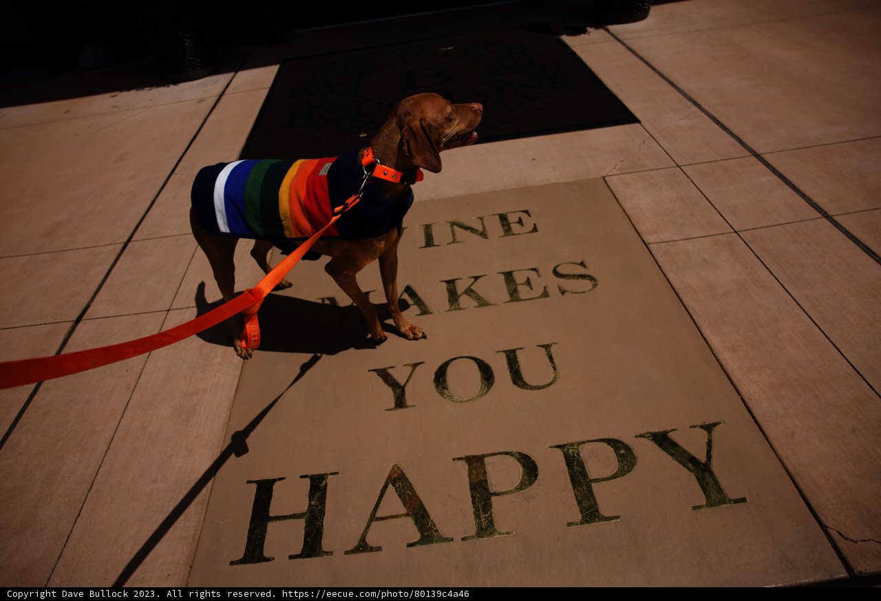 Stylish Pooch at Bouchaine Vineyards