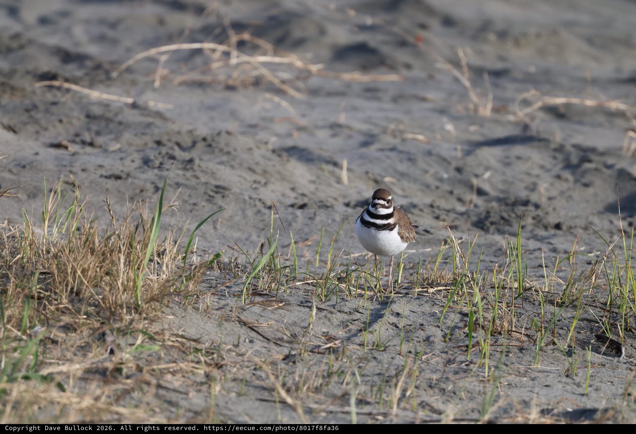 Killdeer Standing Alert on Sandy Mudflat