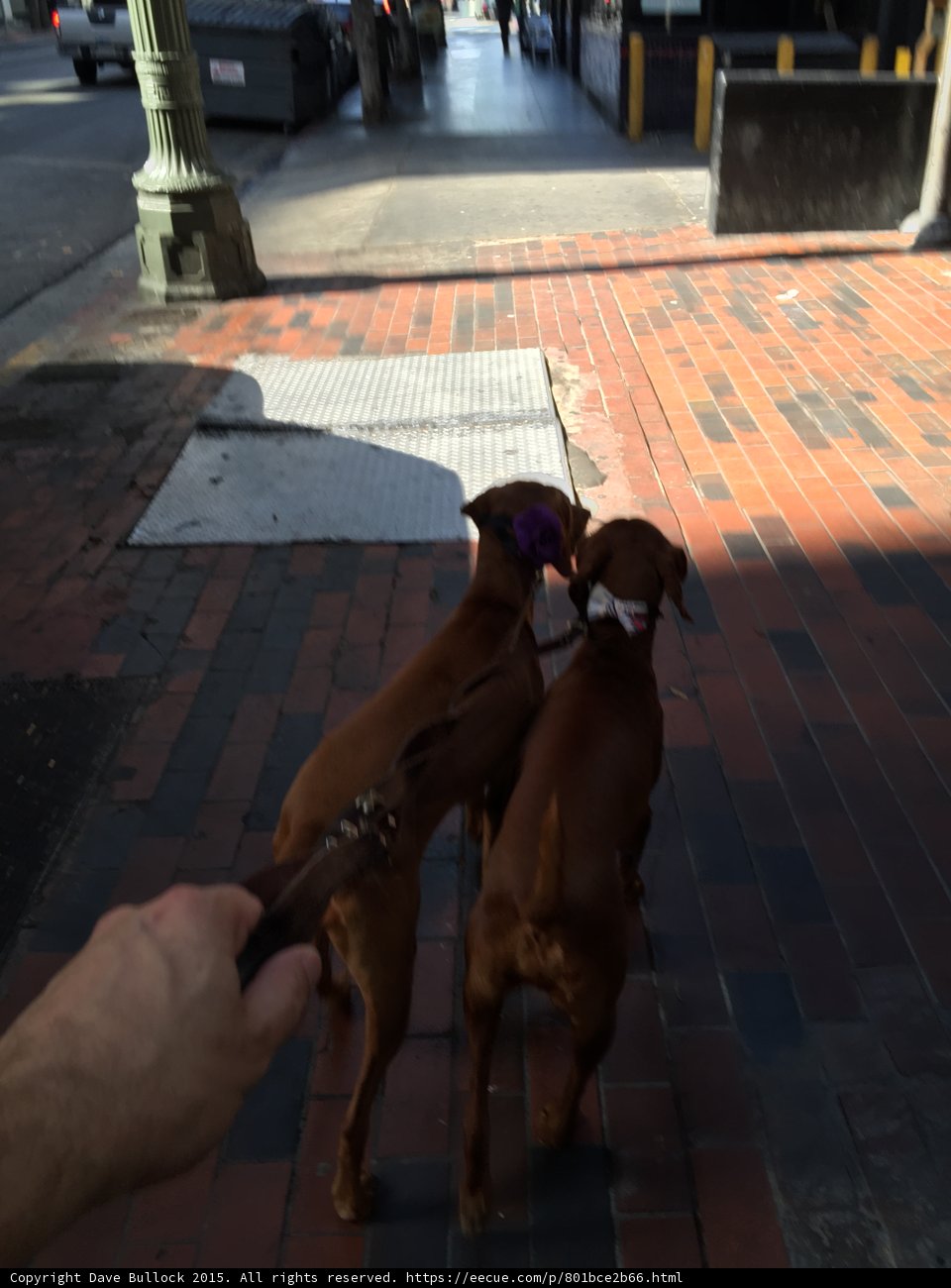 Walking the Puppies on a Sunny LA Day