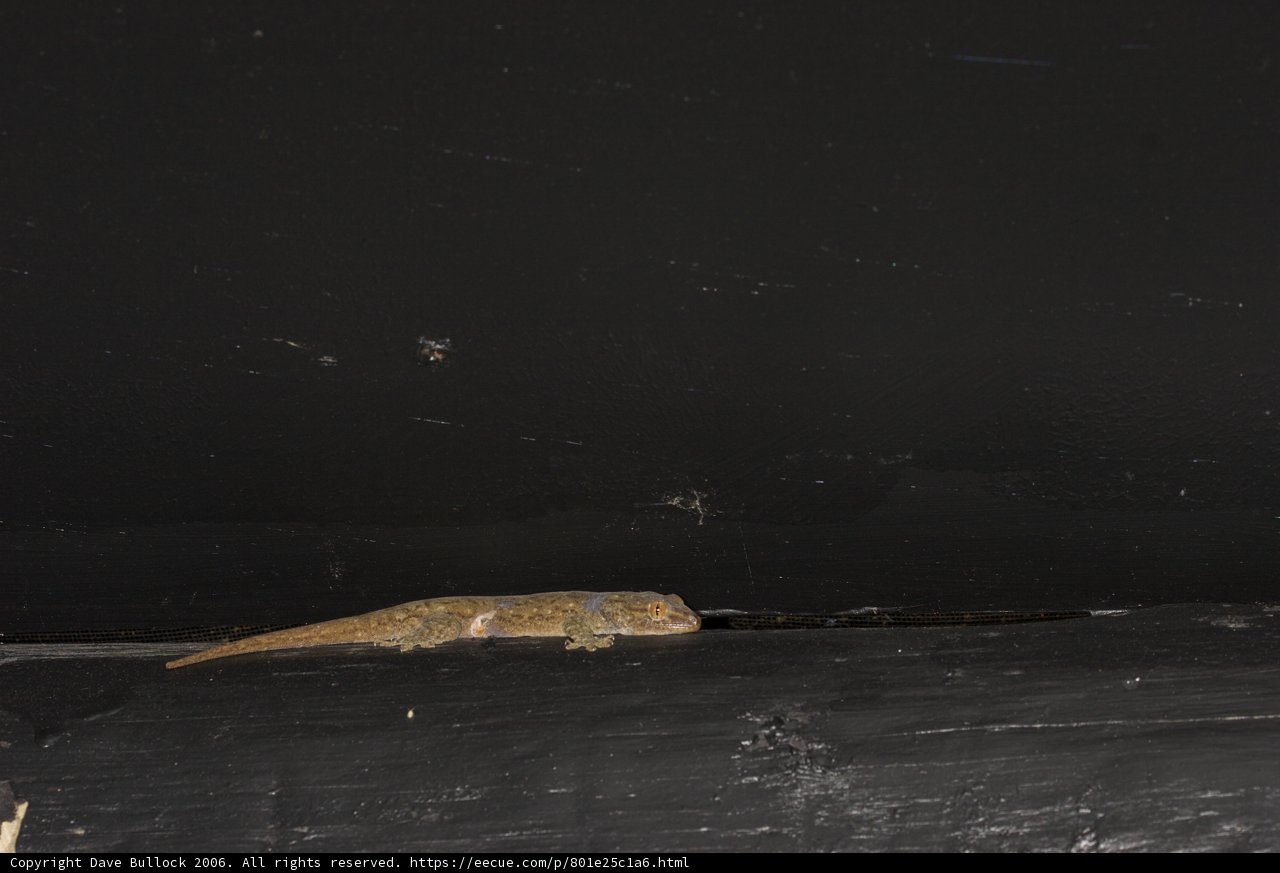 The Nighttime Visitor