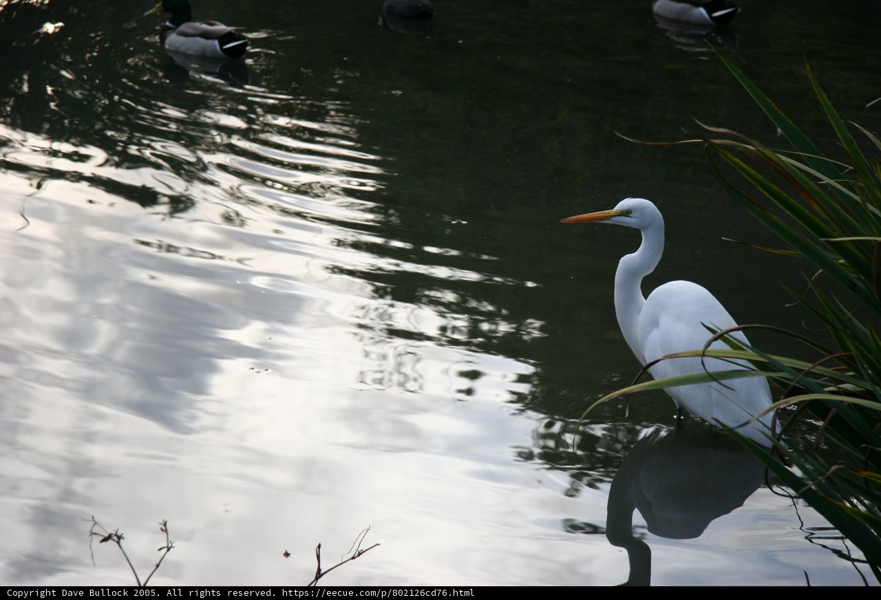 Graceful Heron Amidst Waterfowl