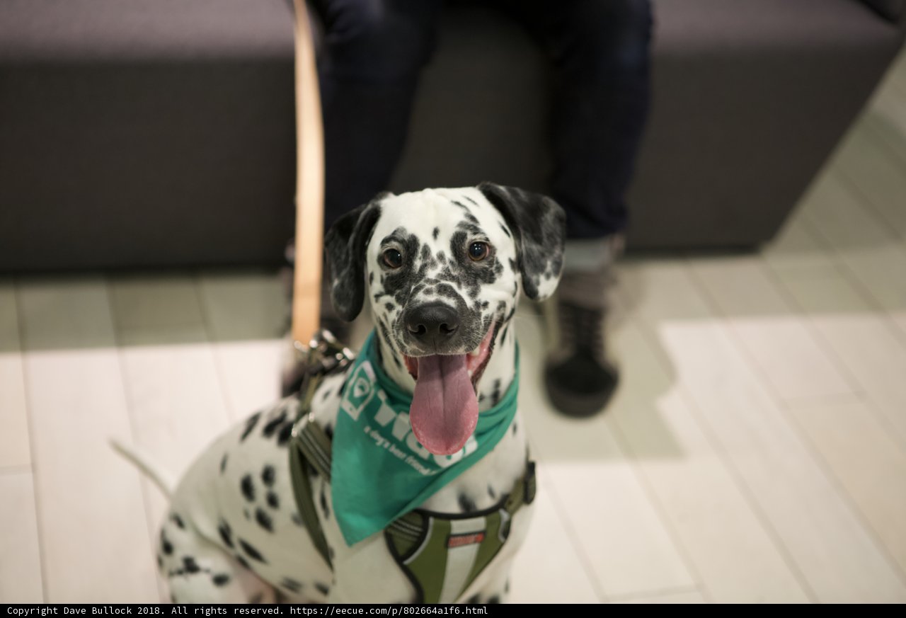 Dalmatian Dreams