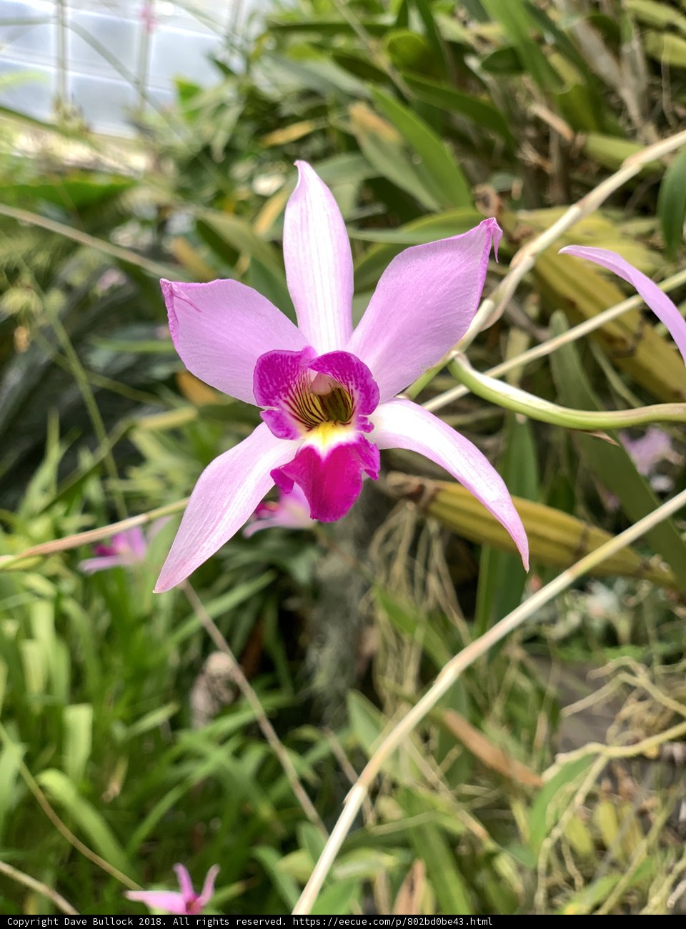 A Pink Orchid Blooms Amongst Foliage and Flowers