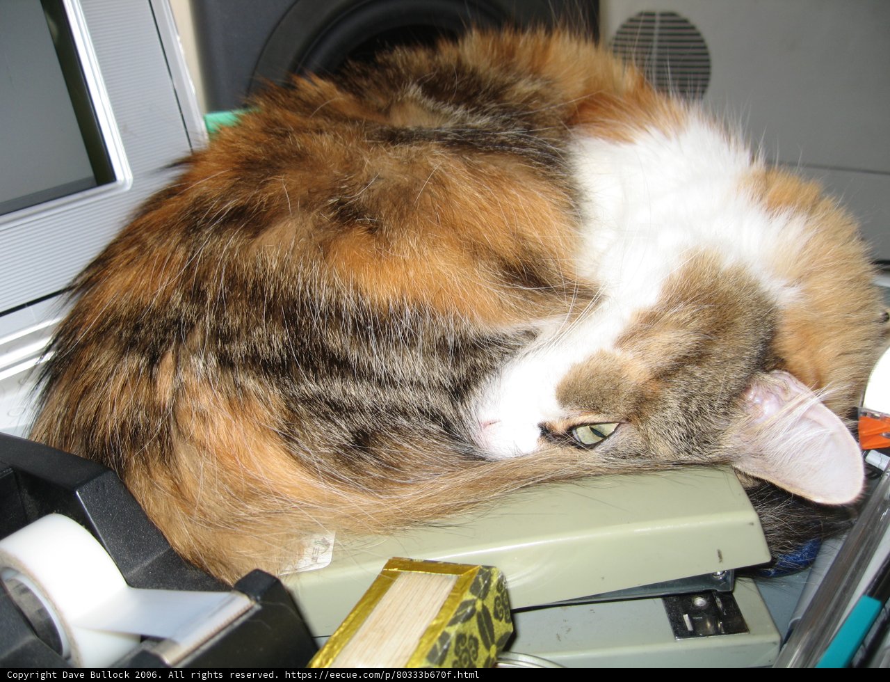 Purrfect Work Companion