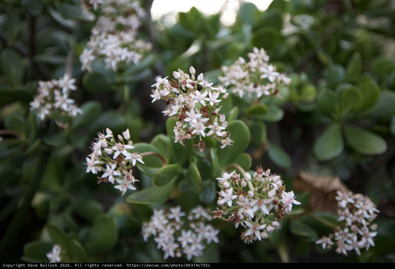 Delicate White Jade Plant Flowers in Bloom