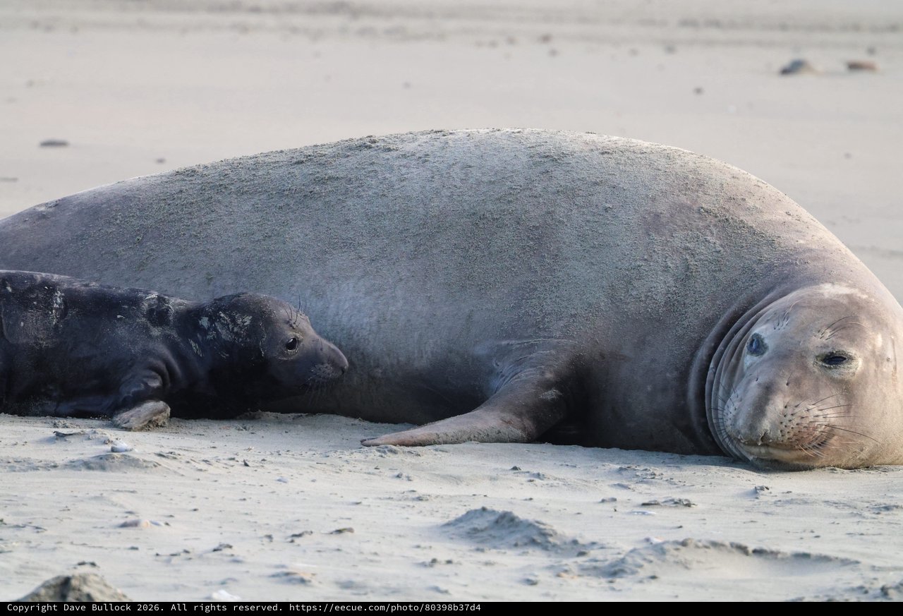 Elephant Seal Mother and Pup Resting on Beach
