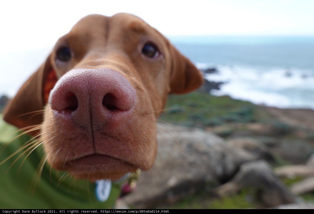 Big-Nosed Vizsla