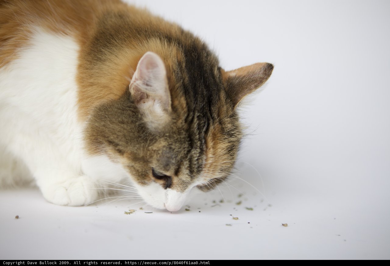 Feline Exploration